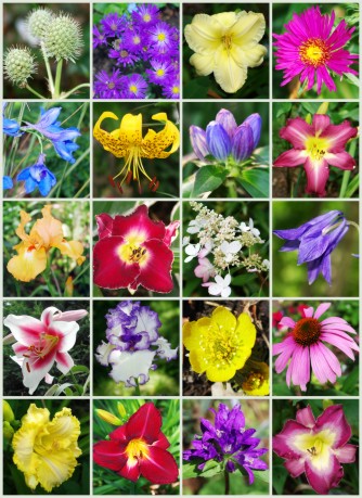 garden gallery 2009-2